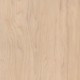 Sugar-Maple